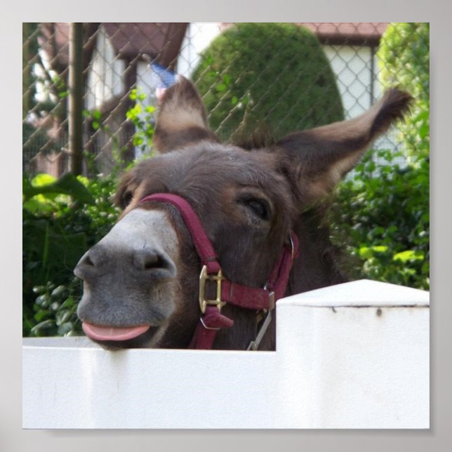 Silly Donkey Poster (Front)