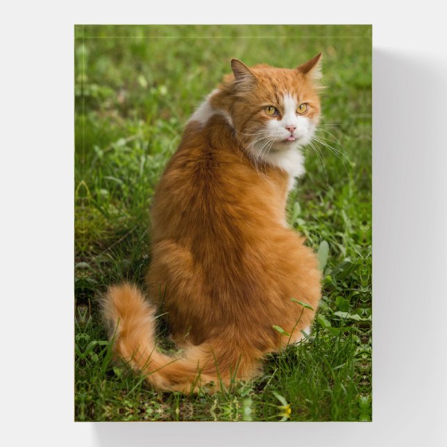 Silly Fluffy Orange Long haired Tabby Cat Paperweight (Vertical)