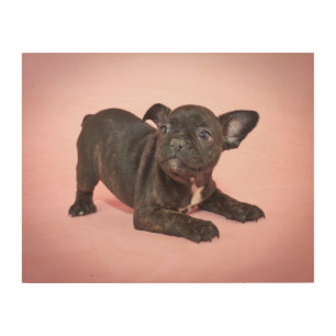 Silly French Bulldog Puppy Ready To Play Wood Wall Decor