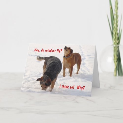 Silly Funny Cattle Dogs Christmas Snow Holiday Card