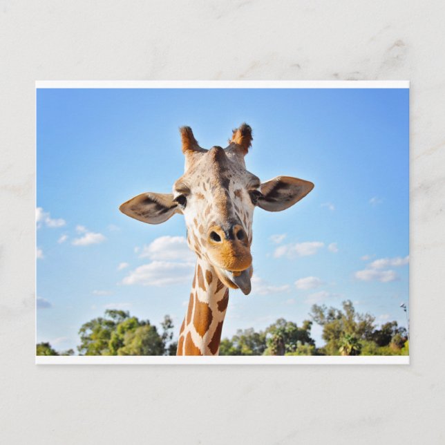 Silly Giraffe Postcard (Front)