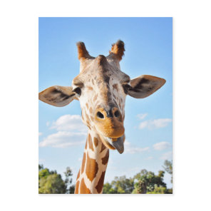 Silly Giraffe Postcard