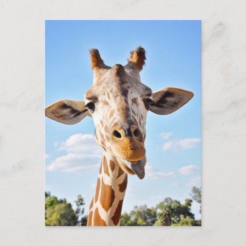 Silly Giraffe Postcard