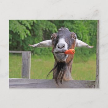 Silly Goat And Carrot Postcard by Therupieshop at Zazzle