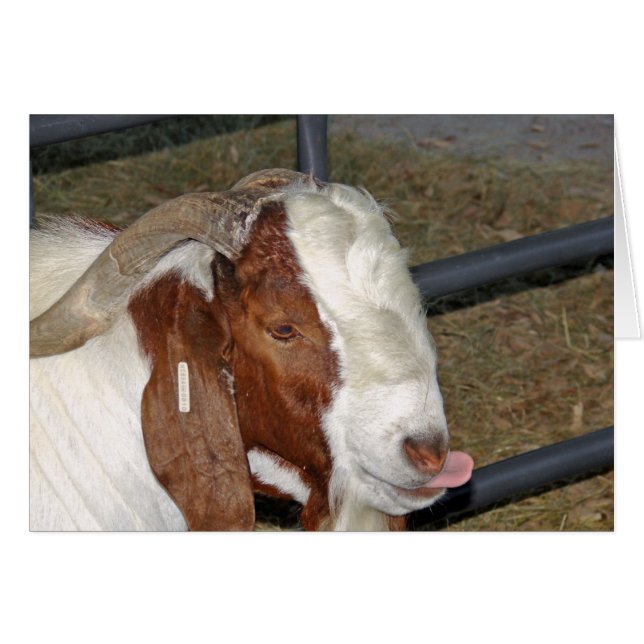 Silly Goat Cards (Front Horizontal)