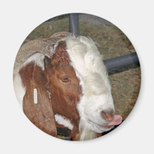Silly Goat Magnet