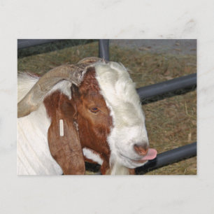 Silly Goat Postcard