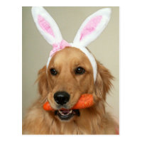 SIlly Golden Retriever dog with Easter Bunny ears Postcard