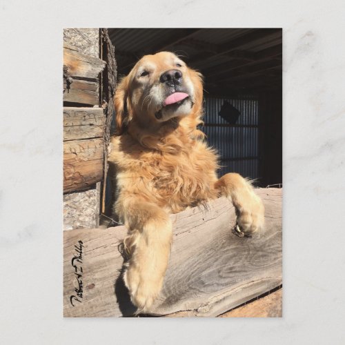 Silly Golden Retriever Photo Thinking of You Postcard