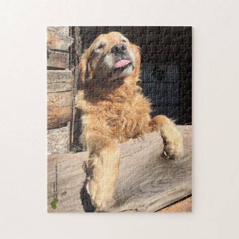 Silly Golden Retriever Photograph