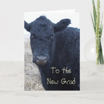 Silly Graduation Congratulations Cow Ranch Farm Card by She_Wolf_Medicine at Zazzle