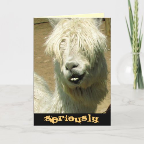 Silly Llama Birthday Card