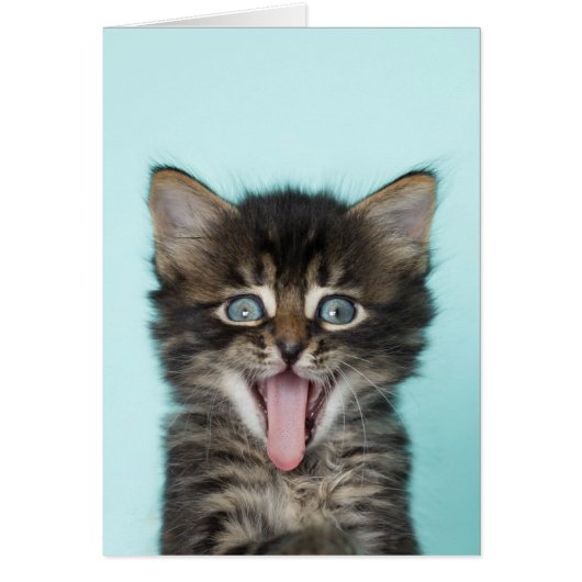 Silly Merlin Kitten Card (Front)