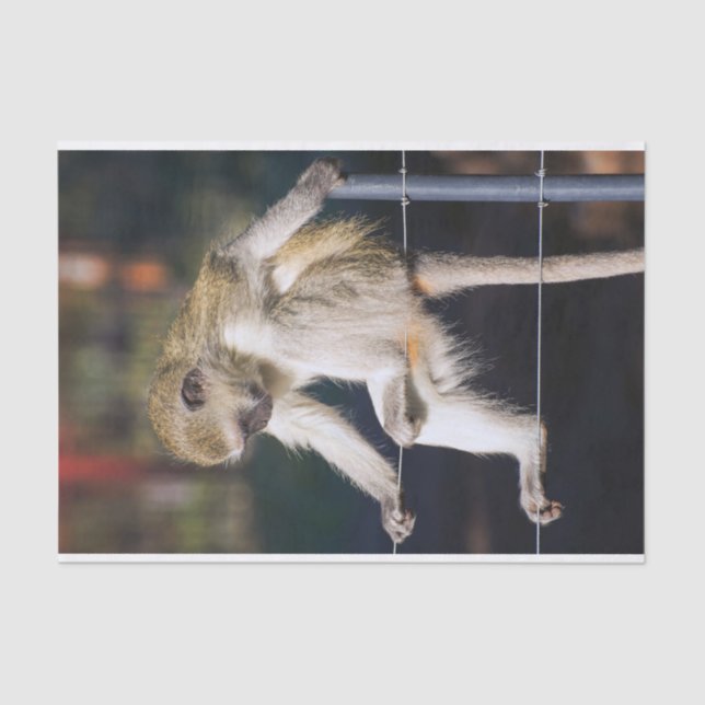 Silly Monkey Tissue Paper (Front)