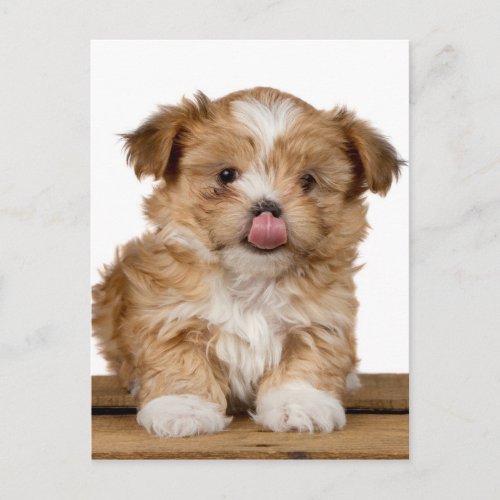 Silly puppy licking its nose postcard