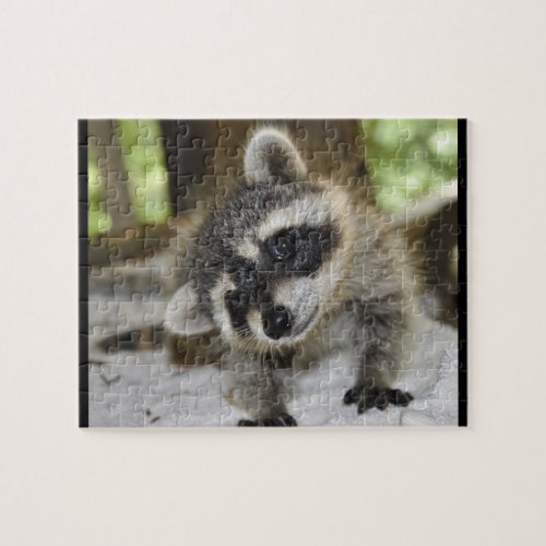 Silly Raccoon _ Puzzle