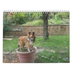 Silly sheltie calendar