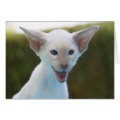 Silly Siamese Cards (Front Horizontal)