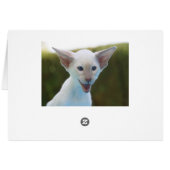 Silly Siamese Cards (Back Horizontal)