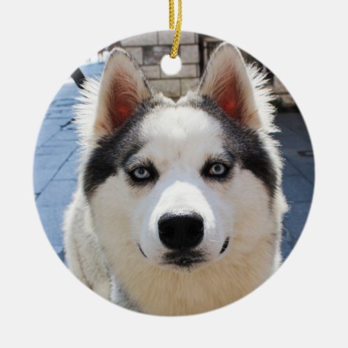 Silly Siberian Husky Puppy Dog Ceramic Ornament