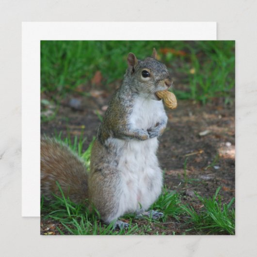 Silly Squirrel (Front/Back)