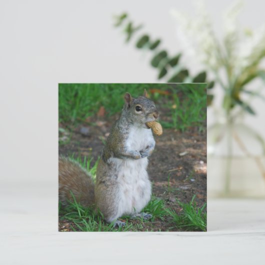Silly Squirrel (Standing Front)