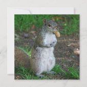 Silly Squirrel (Front)