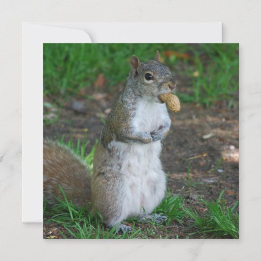 Silly Squirrel (Front)