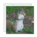 Silly Squirrel