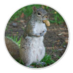 Silly Squirrel Ceramic Knob