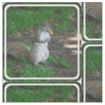Silly Squirrel Fabric