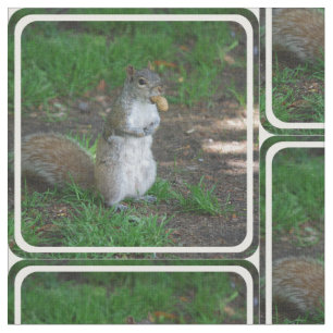 Silly Squirrel Fabric