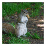 Silly Squirrel Poster