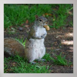 Silly Squirrel Poster