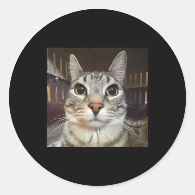 Silly Staring Cat Meme  Classic Round Sticker (Front)
