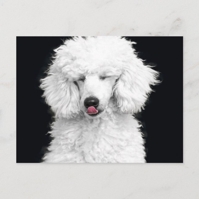 Silly White Poodle Postcard (Front)