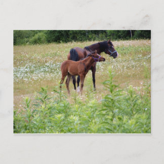 sillygood postcard