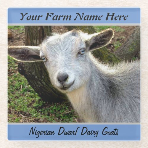 Silver and Blue Nigerian Dwarf Dairy Goat Glass Coaster