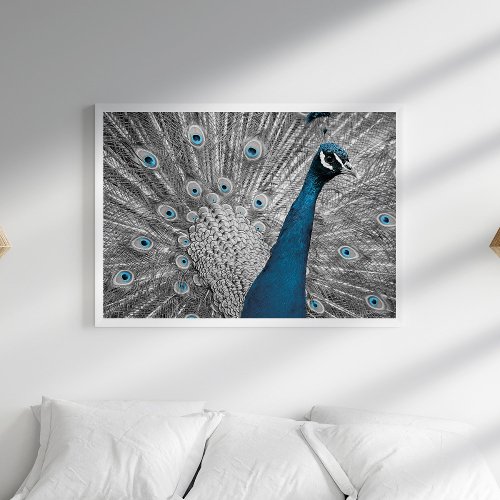 Silver and Turquoise Peacock Poster