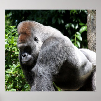 Silver Back Gorilla Poster