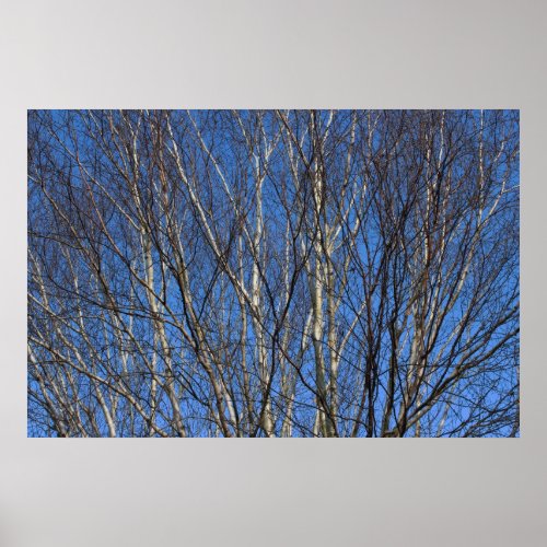 Silver Birch Branches 02 Poster