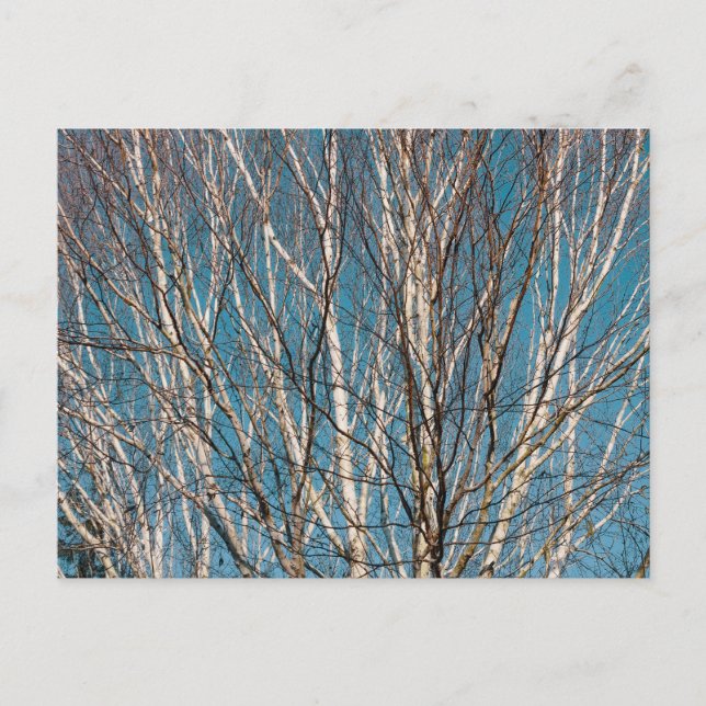 Silver Birch Branches in the Sun Postcard (Front)