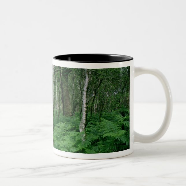 Silver birch trees and ferns, Sherwood Forest Two-Tone Coffee Mug (Right)