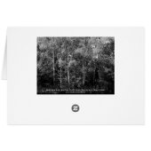 Silver Birch Trees B&W Cards (Back Horizontal)
