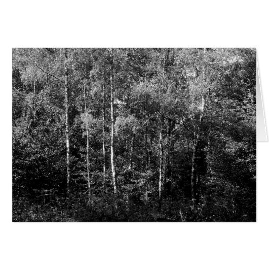 Silver Birch Trees B&W Cards (Front Horizontal)