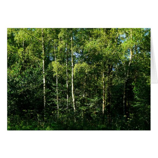 Silver Birch Trees Cards (Front Horizontal)