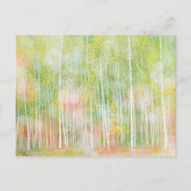 Silver Birch Trees Postcard (Front)