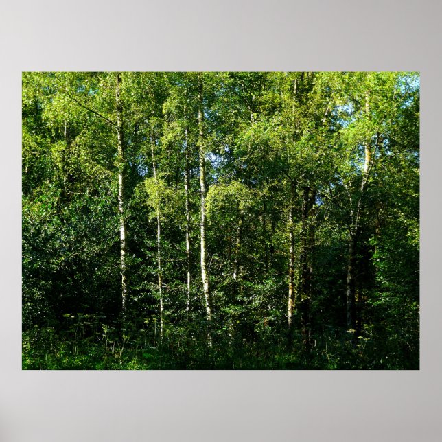 Silver Birch Trees Poster (Front)