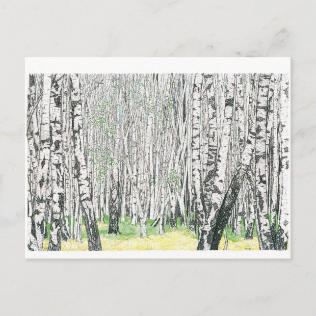 Silver Birch Wood - Postcard (Front)