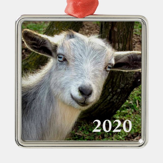 Silver Blue Eyed Nigerian Dwarf Dairy Goat Kid Metal Ornament (Front)